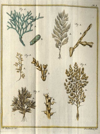 Natuurlyke historie der plant-dieren, bevattende de algemeene schetzen der geslachten en korte beschryvingen der bekende zoorten