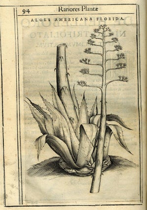 Exactissima Descriptio Rariorum Quarundam Plantarum, Qu[a]e continentur Rom[a]e in Horto Farnesiano