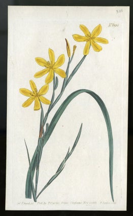 Item #044557 Moraea Flexuosa plate no. 695 [from Curtis's Botanical Magazine]. Curtis William