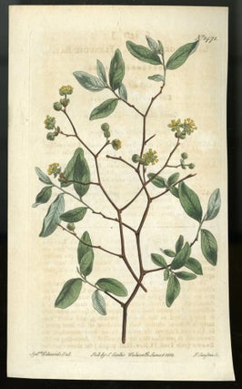 Item #044558 Pondspice Plate no. 1471 [from Curtis's Botanical Magazine]. Curtis William