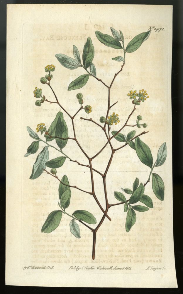 Item #044558 Pondspice Plate no. 1471 [from Curtis's Botanical Magazine]. Curtis William.