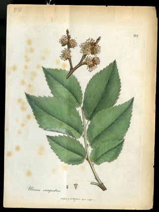 Item #044561 Plate 197 - ulmus campestris. Woodville William