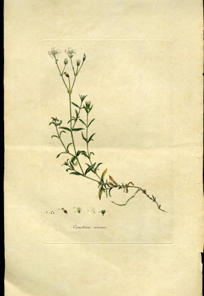 Item #044585 Cerastium Arvense, Corn Cerastium or Mouse-Ear Chickweed [from Flora Londinensis,...