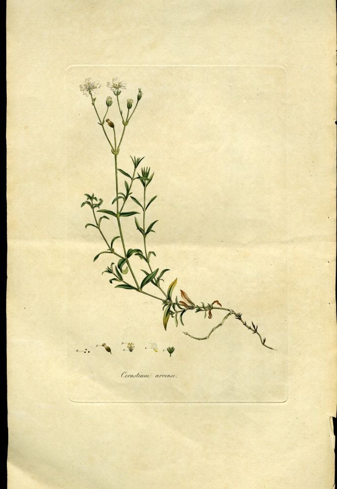 Item #044585 Cerastium Arvense, Corn Cerastium or Mouse-Ear Chickweed [from Flora Londinensis, 1789-1798]. Curtis William.