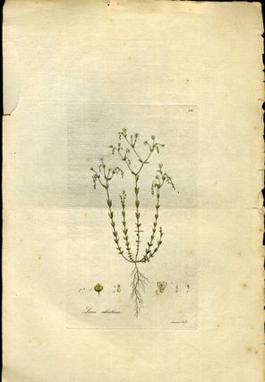 Item #044586 Linum Catharticum, Purging Flax [from Flora Londinensis, 1789-1798]. Curtis William