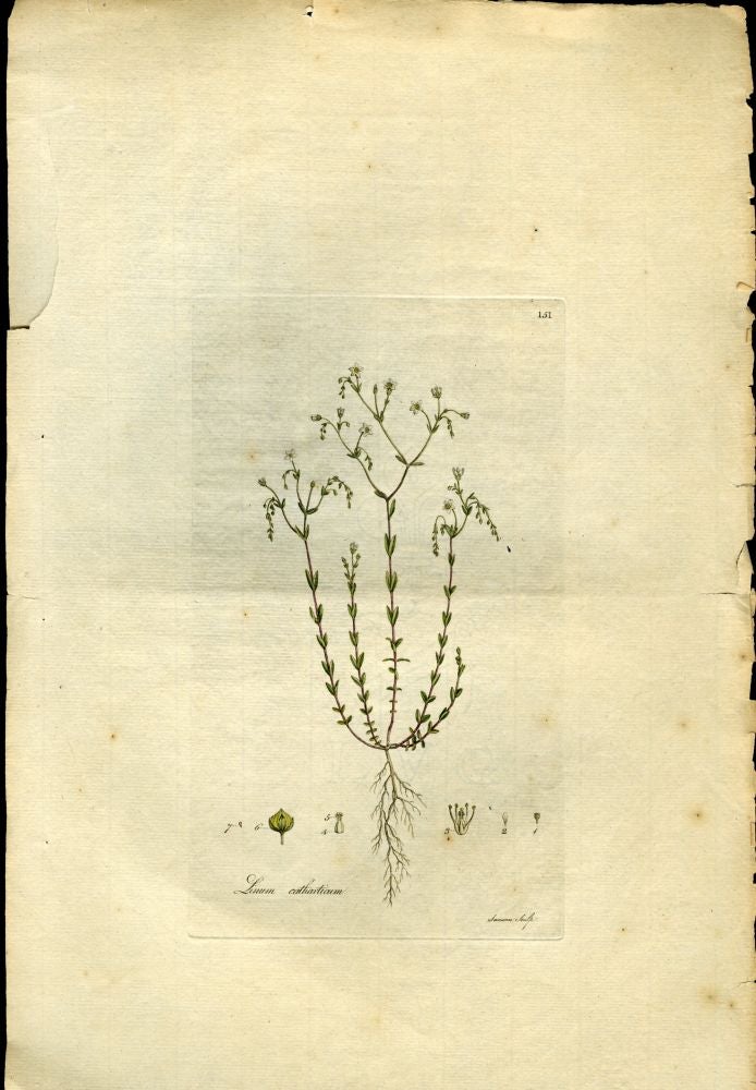 Item #044586 Linum Catharticum, Purging Flax [from Flora Londinensis, 1789-1798]. Curtis William.