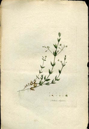 Item #044587 Stellaria Uliginosa, Bog Stichwort [from Flora Londinensis, 1789-1798]. Curtis William