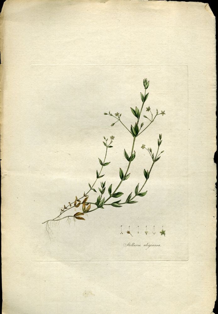 Item #044587 Stellaria Uliginosa, Bog Stichwort [from Flora Londinensis, 1789-1798]. Curtis William.
