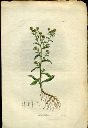 Item #044588 Inula Pulicaria. Small Fleabane [from Flora Londinensis, 1789-1798]. Curtis William