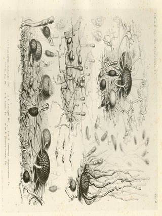 Selecta Fungorum Carpologia