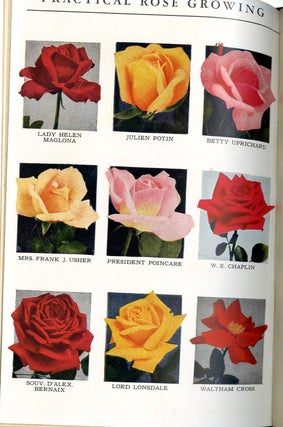Practical Rose Growing in India