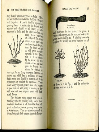 The Indian Amateur Rose Gardener