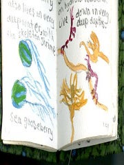 Miniature book of marine watercolors