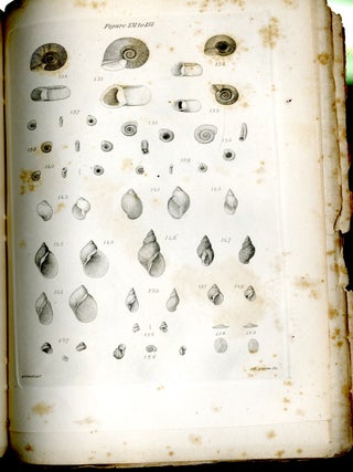 Report on the invertebrata of Massachusetts, comprising the Mollusca, Crustacea, Annelida, and Radiata.