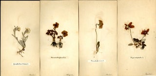 Phaneroganiae alpinae (floral specimen album)