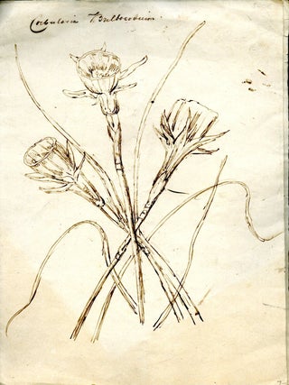 Item #048500 Drawing of "Corbularia Bulbocodium" (Narcissus bulbocodium: the petticoat daffodil)....