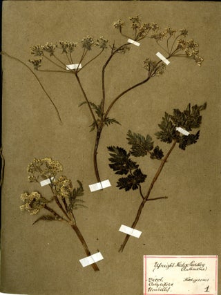 Specimen Album of English Plants ca. mid 19th century