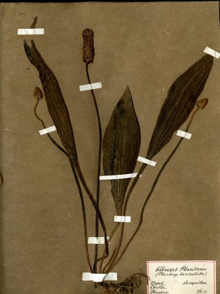 Specimen Album of English Plants ca. mid 19th century