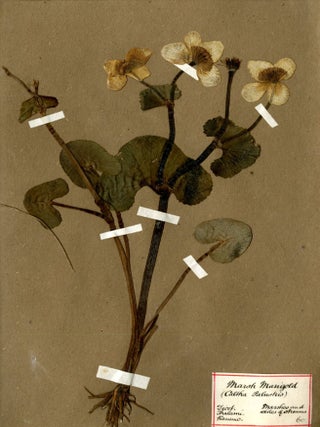 Specimen Album of English Plants ca. mid 19th century