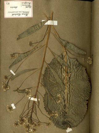 Specimen Album of English Plants ca. mid 19th century