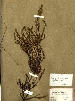 Specimen Album of English Plants ca. mid 19th century