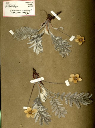 Specimen Album of English Plants ca. mid 19th century