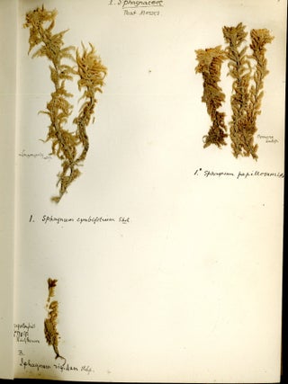 Specimen Album of British Mosses