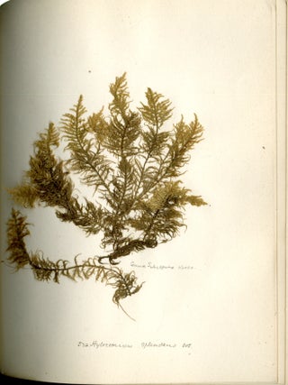 Specimen Album of British Mosses