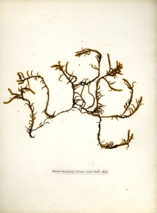 Specimen Album of Mosses of Derbyshire
