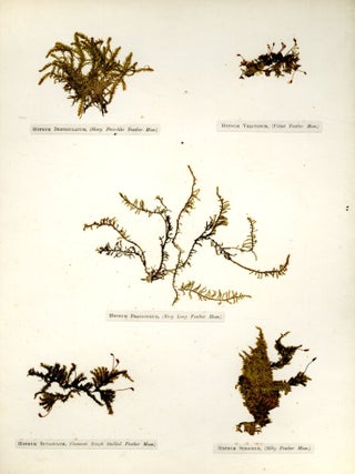 Specimen Album of Mosses of Derbyshire