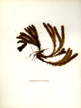 Specimen Album of Mosses of Derbyshire