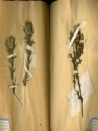 Botanical Speciment Book of Mounted Thistle and Wildflower Samples
