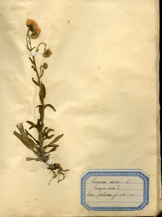 Botanical Speciment Book of Mounted Thistle and Wildflower Samples