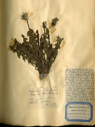 Botanical Speciment Book of Mounted Thistle and Wildflower Samples
