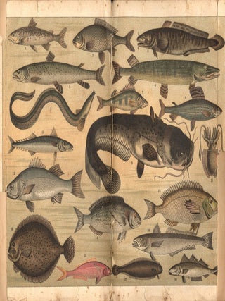 Manuale di Cucina per Principianti e per Cuoche già Pratiche