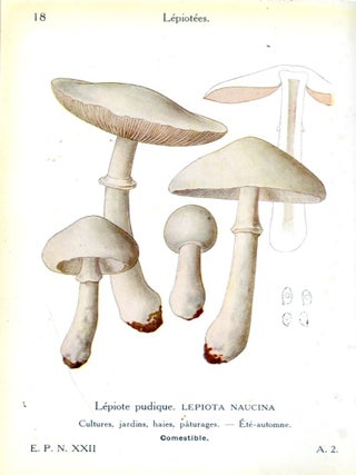 Les Champignons Comestibles et Vénéneux
