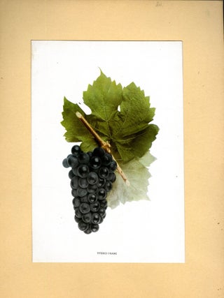 Collection of Wine and Drink themed Ephemera