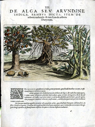 Item #CAT000915 Hand Colored Plate XII from Secunda pars Indiae Orientalis: De Alga. Johann...