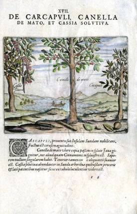 Hand Colored Plate XII from Secunda pars Indiae Orientalis: De Alga