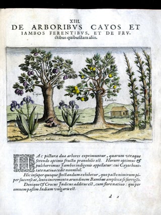 Item #CAT000916 Hand Colored Plate XIII from Secunda pars Indiae Orientalis: De Arboris Cayos....