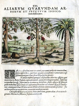 Item #CAT000918 Hand Colored Plate XVI from Secunda pars Indiae Orientalis: Aliarum Quarundam....
