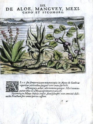 Item #CAT000921 Hand Colored Plate XIX from Secunda pars Indiae Orientalis: De Aloe, Manguey,...